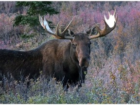 A bull moose stands amid vegetation.