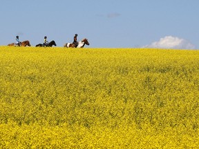 A woman and two young girls ride horses through a canola field near Cremona, Alta. ’Both sides are actively working on reaching a long-term solution as soon as possible, a solution that is based on science,’ federal Agriculture Minister Lawrence MacAuley says of the Canada-China dust-up over Canadian canola exports.