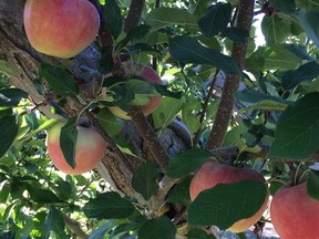 Healthy apples on the branch at Matheson Creek Farm near Okanagan Falls.