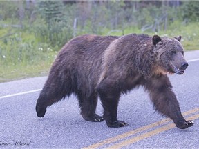 A large proportion of the southeastern B.C. grizzly bear population is dying as they're lured near human habitat by bountiful berry crops. Highway vehicles and trains are the main culprits in their demise.