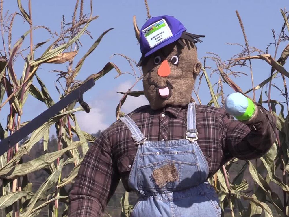 Video First B.C. corn maze beer tasting Vancouver Sun