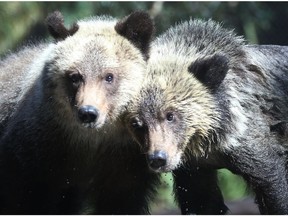 A B.C. farmer faces a string of Wildlife Act charges after allegedly killing four grizzly bears.