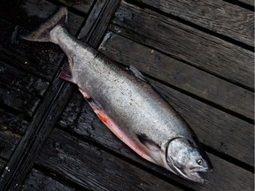 A 24-pound chinook salmon. An American seafood sustainability program is now recommending consumers avoid eating fish caught by four B.C. salmon fisheries, which have been "red-listed" due to concerns over shrinking chinook and coho populations.