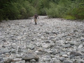 A volunteer walks up a dry riverbed while rescuing juvenile salmon in a tributary of the Cowichan River.