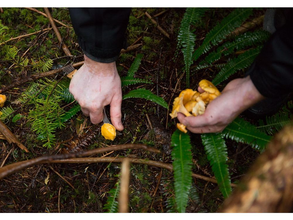 B.C. mushroom picker found, but search officials expect a busy season