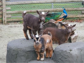 Goats and a peacock at the Beacon Hill Children's Farm