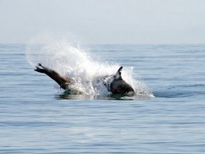 Transient killer whales attacked a Steller's sea lion off Sooke last week. Four humpback whales came to the sea lion's rescue.