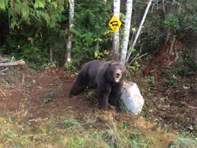 The bear was caught in a trap and tranquilized, then relocated.