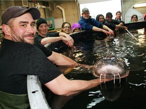 Dave Switzer, technician for the International Centre for Sturgeon Studies, holds a white surgeon replete with whiskers called barbels. These sensory organs in front of their mouths are used to find food in typically murky water at river bottoms.   Photograph by Vancouver Island University.