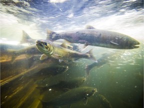 Returning salmon in the public viewing area at the Capilano Fish Hatchery in North Vancouver.