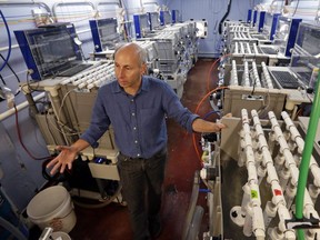 Paul McElhany, a research ecologist with the U.S. government's Northwest Fisheries Science Center, stands in the lab where Dungeness crab larvae are exposed to simulated current conditions as well as what can be expected in the future as the seas absorb more carbon dioxide, in Mukilteo, Wash. Scientists are worried that the changing ocean chemistry may put Northwest Dungeness crabs at risk.