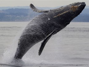 A humpack whale breaching in Haro Strait.