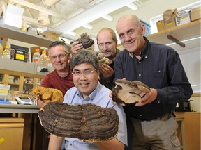 PRINCE GEORGE, B.C. -- University of Northern British Columbia professors Chow Lee (front), Kerry Reimer (back row from left), Huges Massicotte and Keith Egger display some of the mushrooms they picked for their cancer research. (Submitted photo: UNBC) [PNG Merlin Archive]