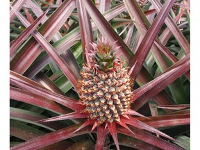 Pineapple growing on a farm in Taiwan.