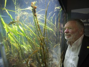 Louis Druehl, professor emeritus at Simon Fraser University, he is co-author of Pacific Seaweeds: A Guide to Common Seaweeds of the West Coast.   Druehl says seaweed in the engine of the ocean. Here looks over a local seaweed inside the Vancouver Aquarium.
