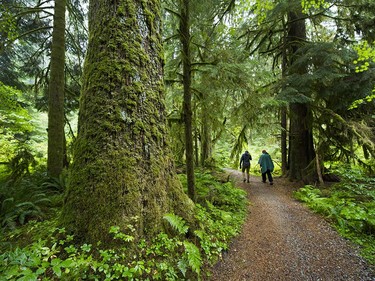 Old growth forest in the Lower Seymour Conservation area in North Vancouver, BC., August 31, 2016.