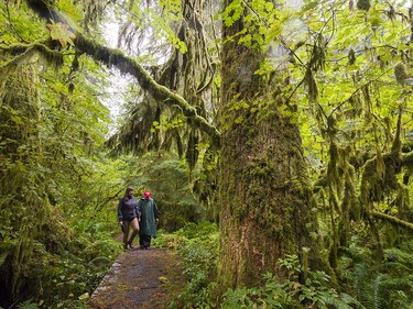 Old growth forest in the Lower Seymour Conservation area in North Vancouver, BC., August 31, 2016.