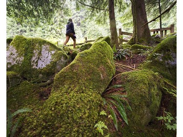 Erica Forssman, Watershed Education Coordinator, in old growth forest in the Lower Seymour Conservation area in North Vancouver, BC., August 31, 2016.