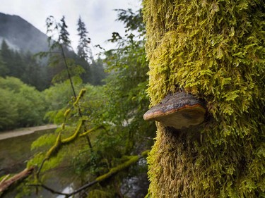 Old growth forest in the Lower Seymour Conservation area in North Vancouver, BC., August 31, 2016.