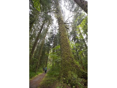 Old growth forest in the Lower Seymour Conservation area in North Vancouver, BC., August 31, 2016.