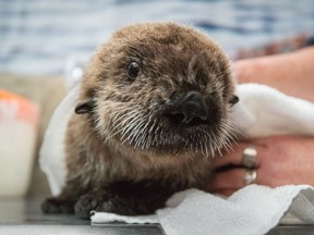 Rialto, an abandoned baby sea otter rescued on a Washington State beach by the Seattle Aquarium, has taken up permanent residence at the Vancouver Aquarium. Although the sea otter pup is being cared for in a nursery behind the scenes, he can be viewed on a live webcam.