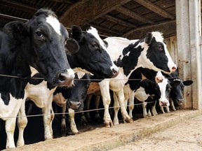 Row of Holstein dairy cows penned in a barn on a farm pushing their heads through the wires to look outside ORG XMIT: pwh4ak [PNG Merlin Archive]