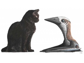 A new fossil shows a pterosaur with a wingspan of less than five feet across. With its wings folded up against its tiny body, the creature would have been no larger than a modern domestic cat, standing just a foot tall.