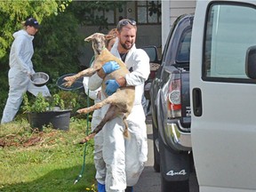 September 19, 2016 - BC SPCA officials are executing a search warrant at a Langley farm in the 5500-block of 216th Street. They have seized dozens of animals including cats, goats, sheep, hens, roosters and ducks. Photos by Matthew Claxton, Langley Advance.  [PNG Merlin Archive]