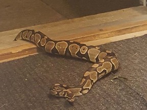 Chilliwack RCMP officers called to an area behind a home found a metre-long boa constrictor lounging in the backyard.