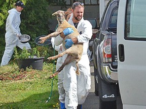 A goat was carried out of a house in the 5500 block of 216th Street by SPCA investigators Monday afternoon.