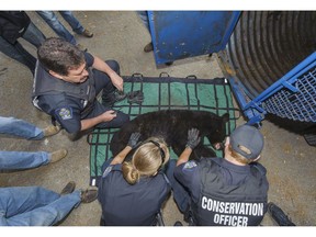 The B.C. Conservation Office says it's making every effort to live trap a young grizzly bear in Sechelt. Conservation officers Jack Trudgian, left, Ashley Page and Dave Cox, right, snare a black bear in Surrey a few years ago.