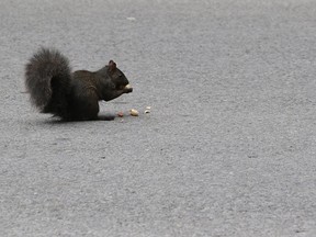 A black squirrel cracks open a peanut.