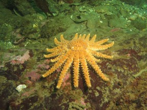 A sunflower sea star found off Cliff Island, Washington on March 30, 2015 is seen in a handout photo. The sunflower sea star once flourished off the coast of British Columbia and northern Washington state. But a new report says a wasting disease targeted the star fish more than the two dozen other varieties in the area, prompting a call to have the colourful giant declared a species of concern in the United States.