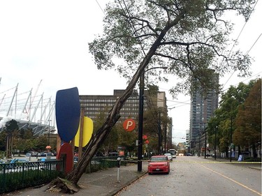 A tree fell onto trolley wires at Cambie and Dunsmuir in downtown Vancouver today, impacting service on the Cambie Street Bridge. Trolley overhead crew and Transit Supervisors are on scene and monitoring the service. City crews have been contacted to help remove the tree.