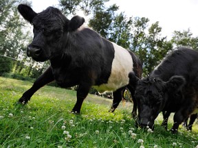 An assessment of the environmental impacts of animals farmed for meat in B.C. might have you looking a little differently at your proteins of choice.