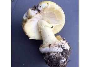 Amanita phalloides, more commonly known as the "death cap" mushroom.