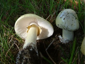 Dog owners in North Vancouver are being advised to keep their pets on a short leash if they are walking in Cates Park along the shores of Burrard Inlet after suspected mushroom poisonings.