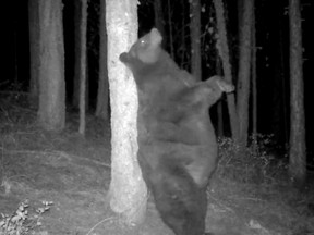 Black bear scratches his back.