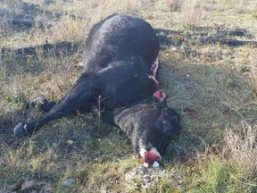 This cow was found shot and butchered near Kamloops on Saturday. The crime is more common than you might think.