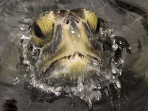 Comber the rehabilitated green sea turtle swims in a tank at the Vancouver Aquarium back in April. He has since been released into the warm waters off San Diego.
