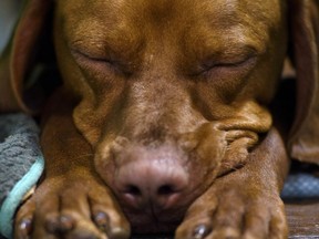 Not that this weimaraner needs any help chilling out, dogs that are fed tryptophan supplements are less aggressive than others, researchers have found.