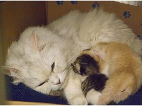 Dozens of cats and other pets were seized from a Colebrook Road boarding and breeding facility in February. Recent reports suggest it is operating again.