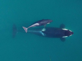 This September 2015 photo provided by NOAA Fisheries shows an adult female orca, identified as J-16, as she's about to surface with her youngest calf, born earlier in the year, near the San Juan Islands in Washington state's Puget Sound.