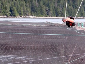 A salmon farmer inspects pens at Hardwicke Island farm off the B.C. mainland’s coast.