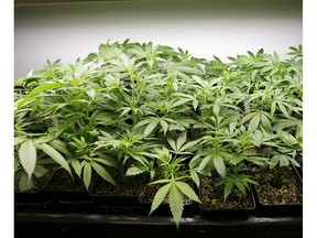 In this photo taken Thursday, April 4, 2013, one- to two-week-old marijuana starts sit under lights at a growing facility in Seattle.
