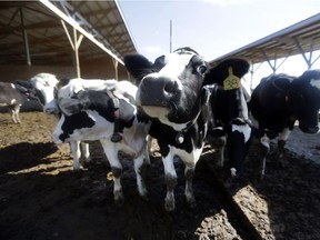 It is common practice for dairy cows to receive antibiotics. Steroids are also used for medicinal purposes in dairy cattle in Canada.