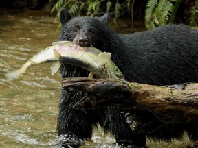 Coquitlam amateur photographer Andy Weststeyn photographed a mother black bear Saturday catching a salmon to feed to her cubs at a Coquitlam creek this weekend.