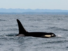 Mother-daughter conflicts rooted in a tug-of-war between competition and co-operation are helping explain why killer whales go through menopause, says a study released Thursday.