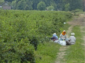 Workers at a blueberry farm eat beside a field.