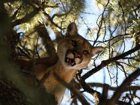 A B.C. study has shown trophy hunting cougars can actually lead to an increase of cougar-human conflicts. Photo - Aliah Adams Knopff